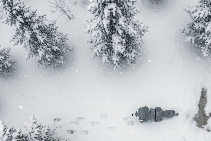 Cute 3d printed husky